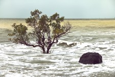 Tree vs Rising Tides