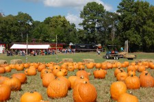 Pumpkin Patch at Texas State Railroad