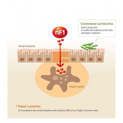 Well Biotec Introduces Heat-Treated Nano Lactobacillus Extracted From Korean Kimchi